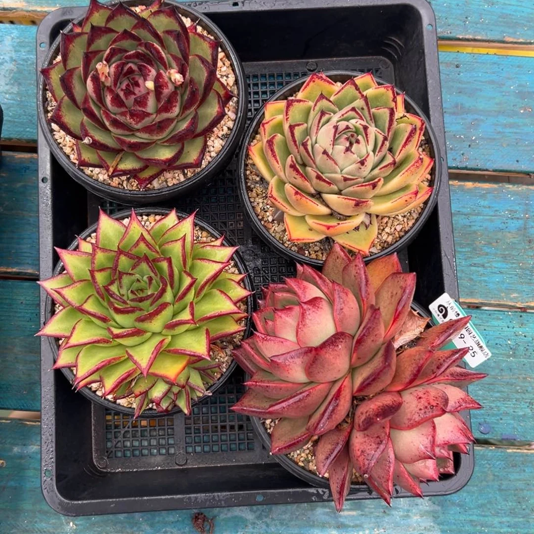 多肉一物一拍0119-25