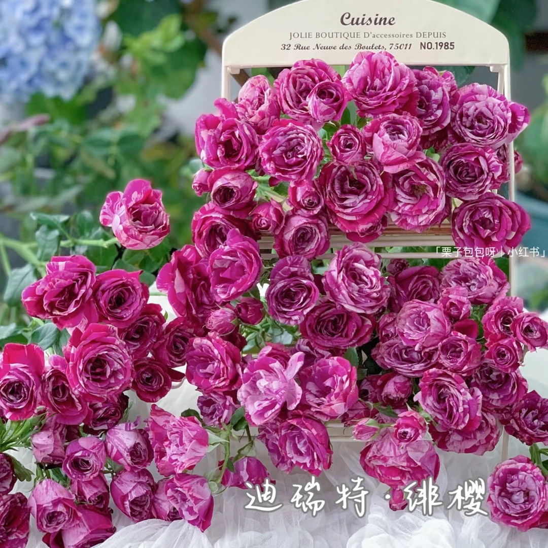 【绯樱】玫瑰鲜花/花束 云南鲜花基地直发