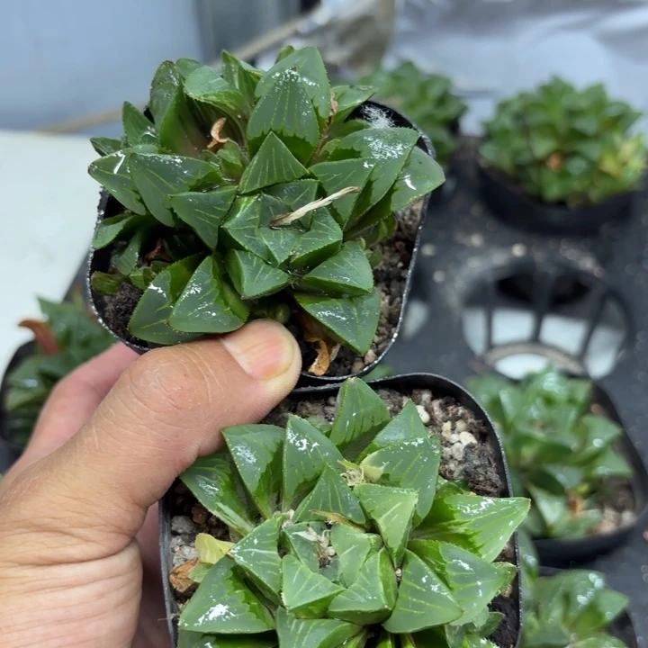 两颗姬寿 带盘发货