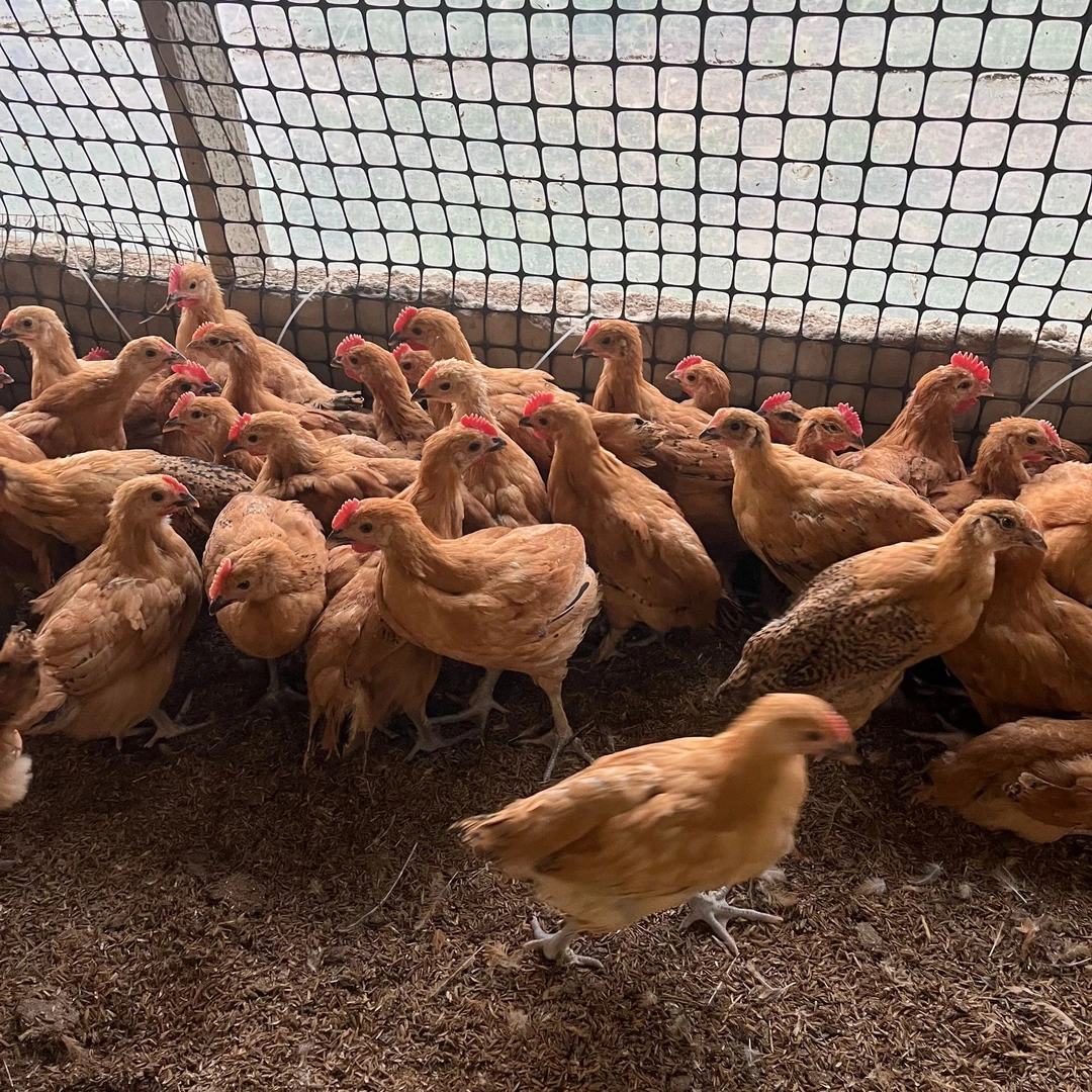 淮南草青脚土鸡（宠物鸡）小柴鸡溜达鸡跑地鸡