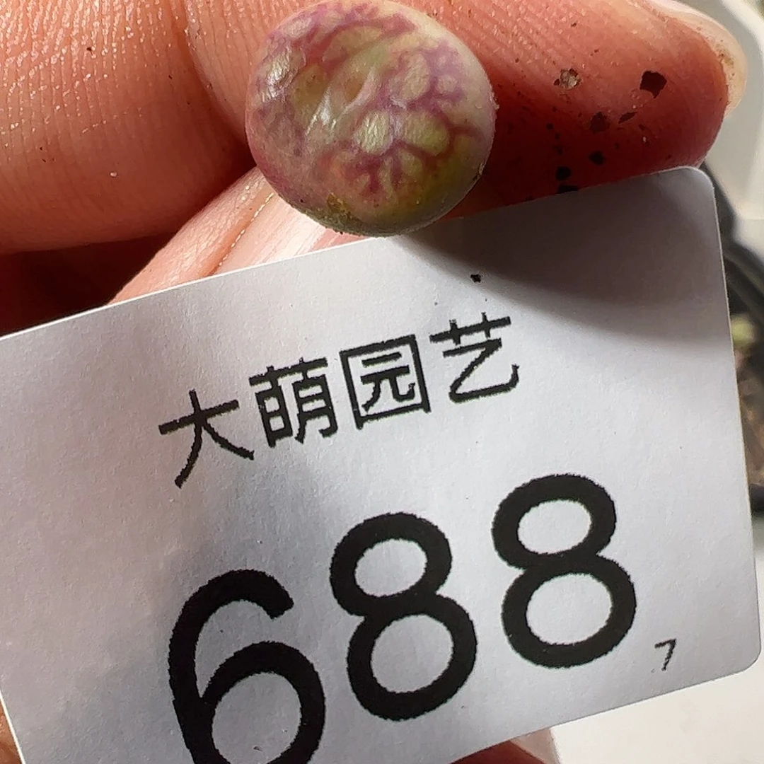 0000688 一物一拍……