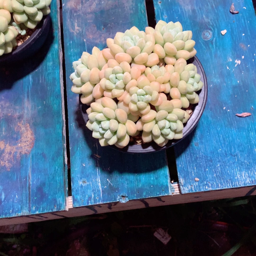 °***༒一物一拍一物一拍