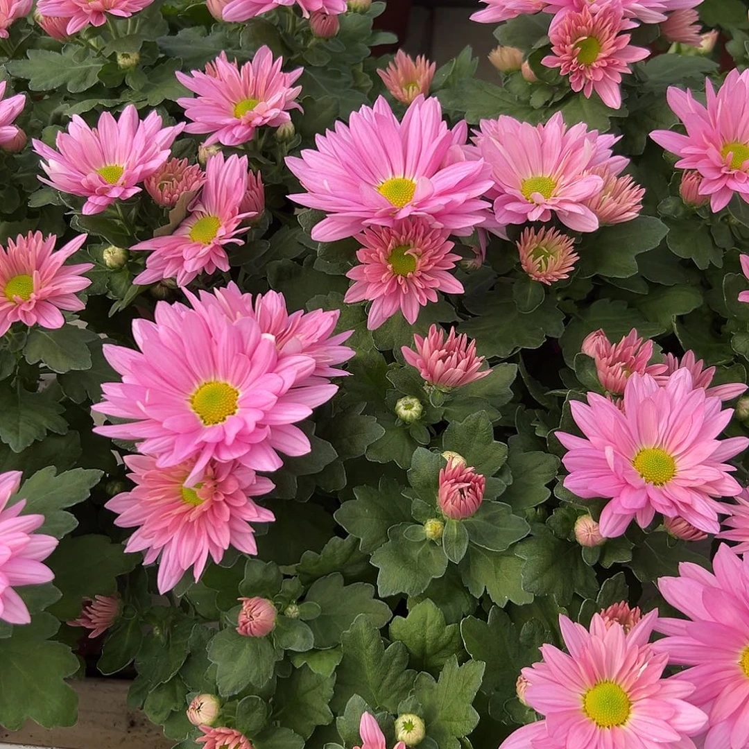 大部分花苞少量开放粉色三问鱼