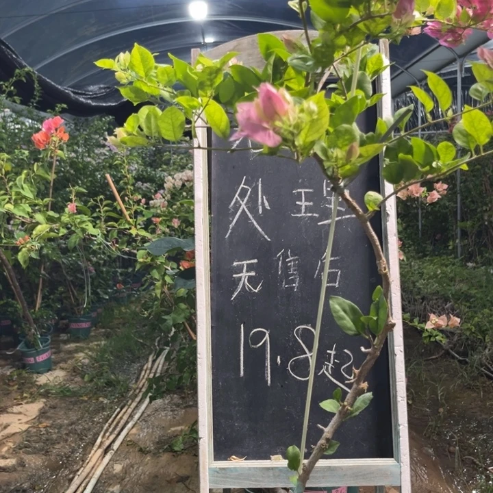 无花朵三角梅三角梅602