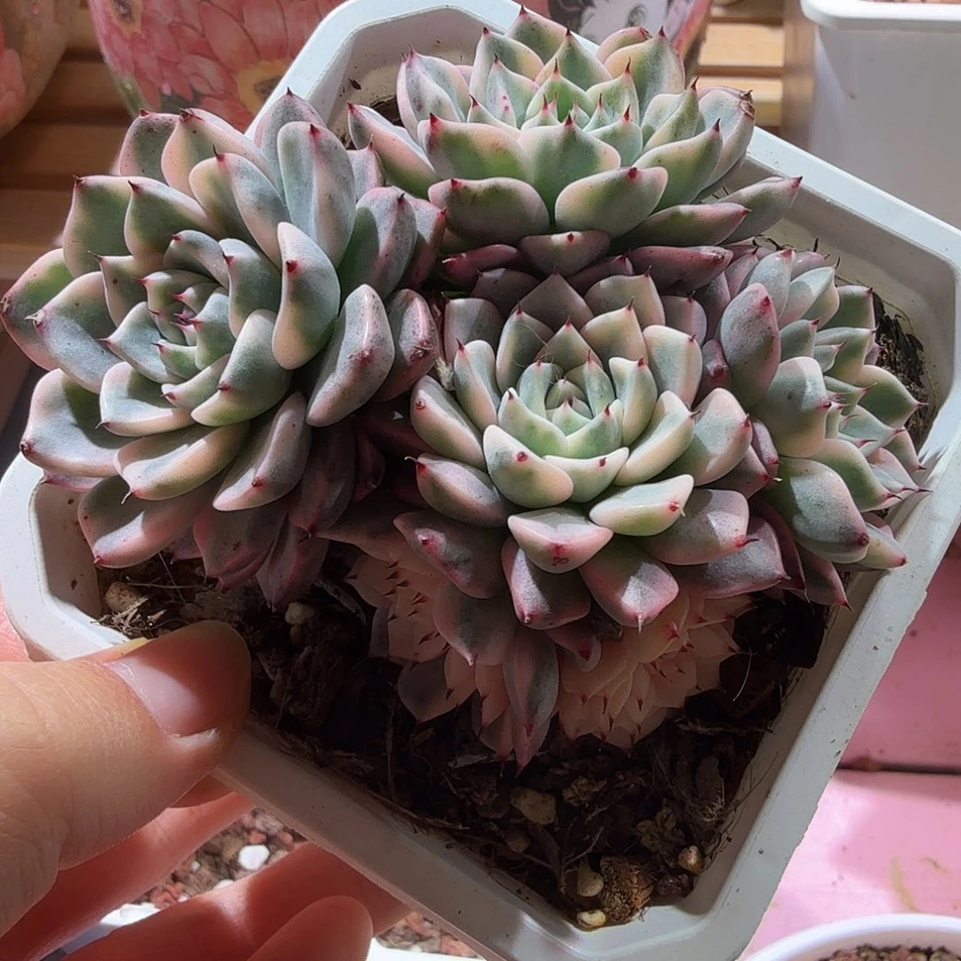 沙罗姬锦群，多肉植物。