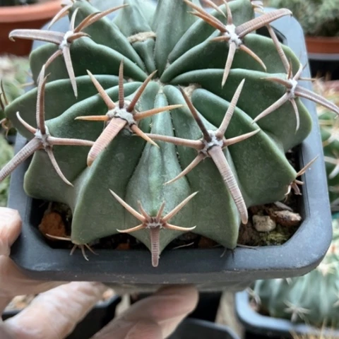 林波仙人球仙人球15米仙人球