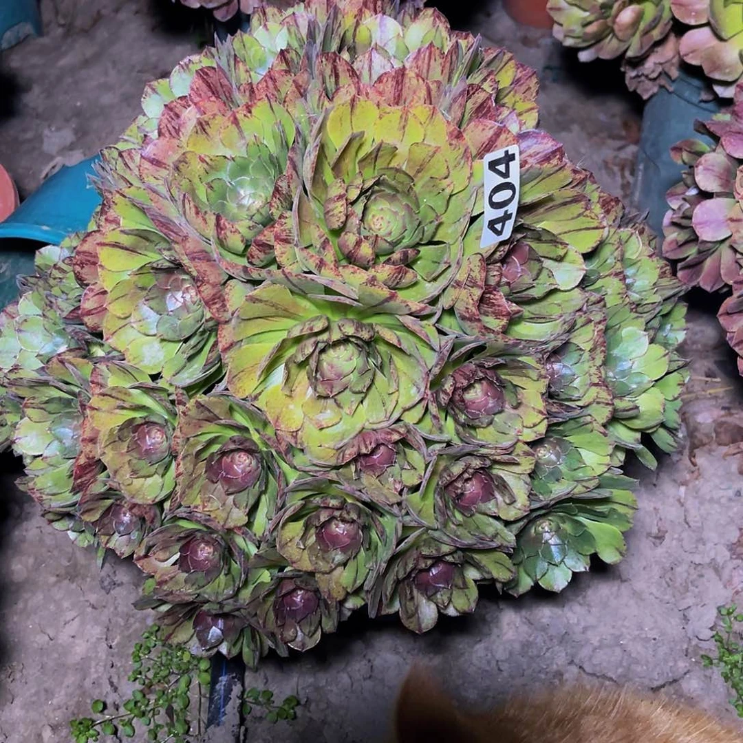 万圣节拉丝14/30包邮法师