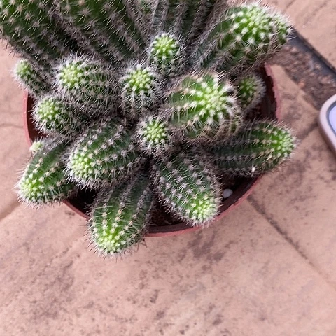 马尔文白糖白糖2467777