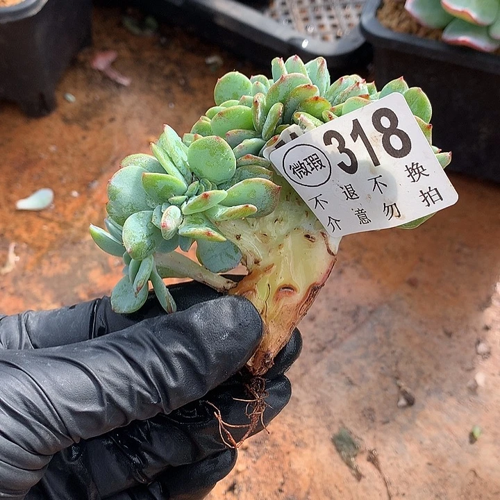 白凤缀化 有侧切 不包断头