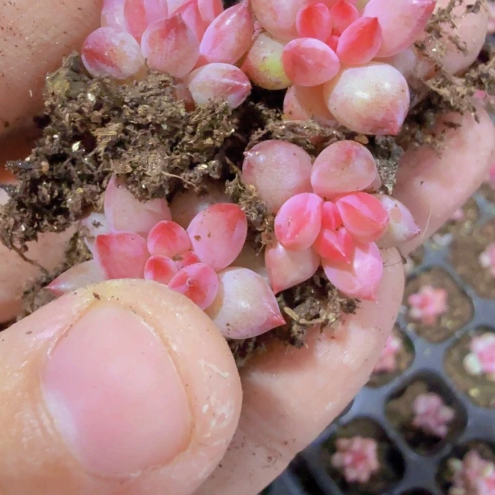 虞姬美人五颗一组