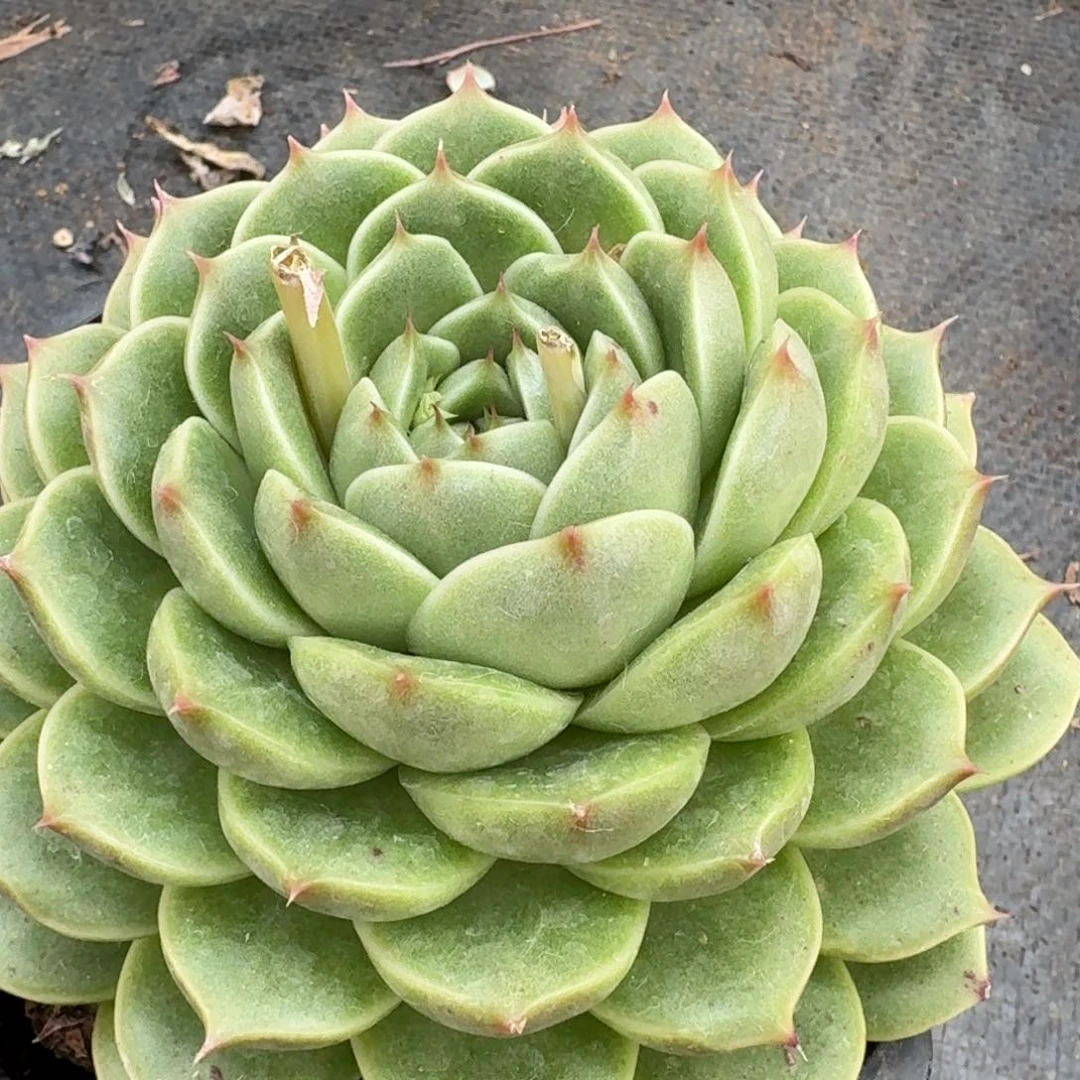 多肉杂交一物一拍28-71