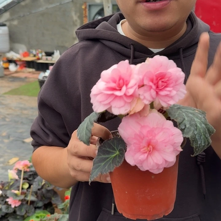 全部花朵夫妻海棠牡丹粉，深浅随机发