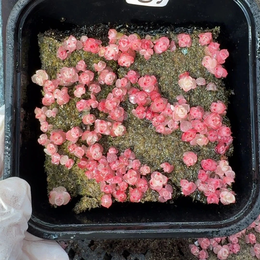 多肉植物多肉植物955