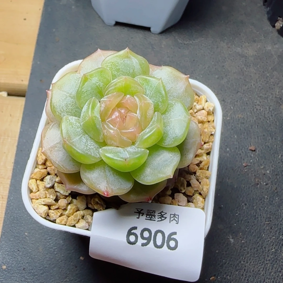 彩恋福利，6906多肉植物