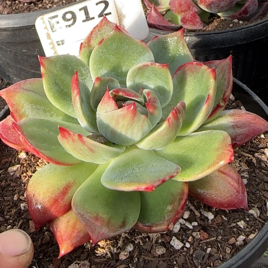 惊鸿一物一拍包装收缩花旱912