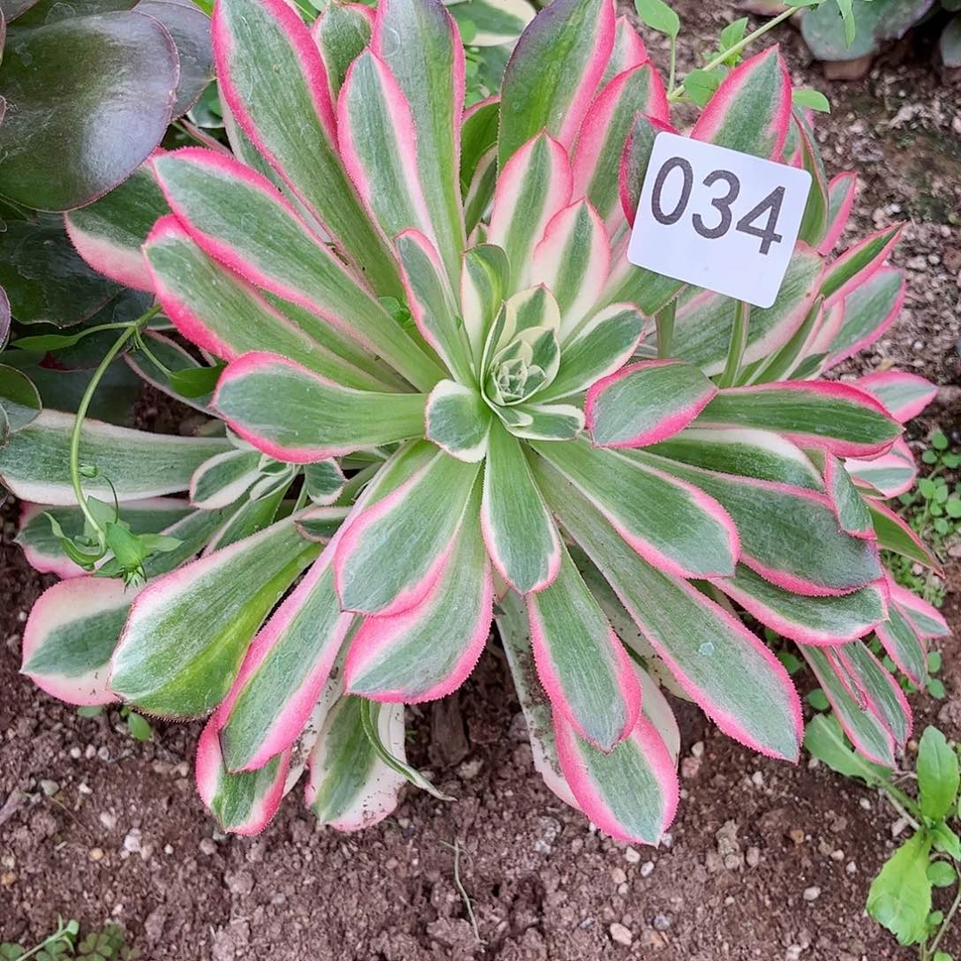 多肉植物妖月034