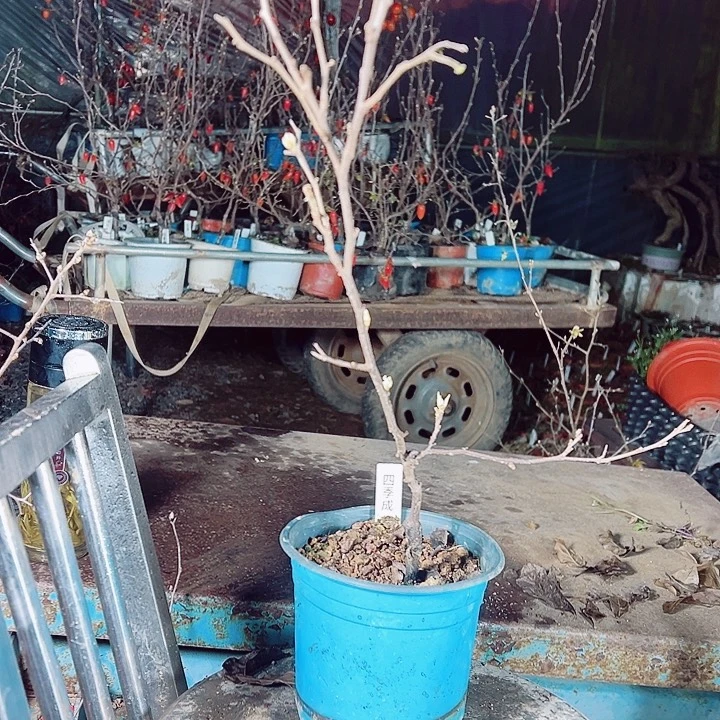 失***舂无花朵哈哈哈哈哈哈哈