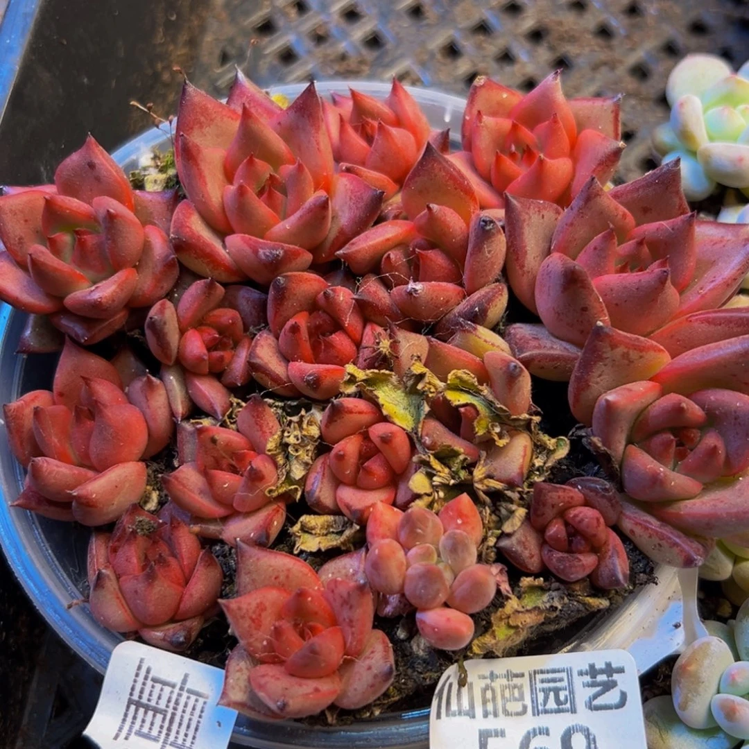 569多肉葡萄的价格是多少