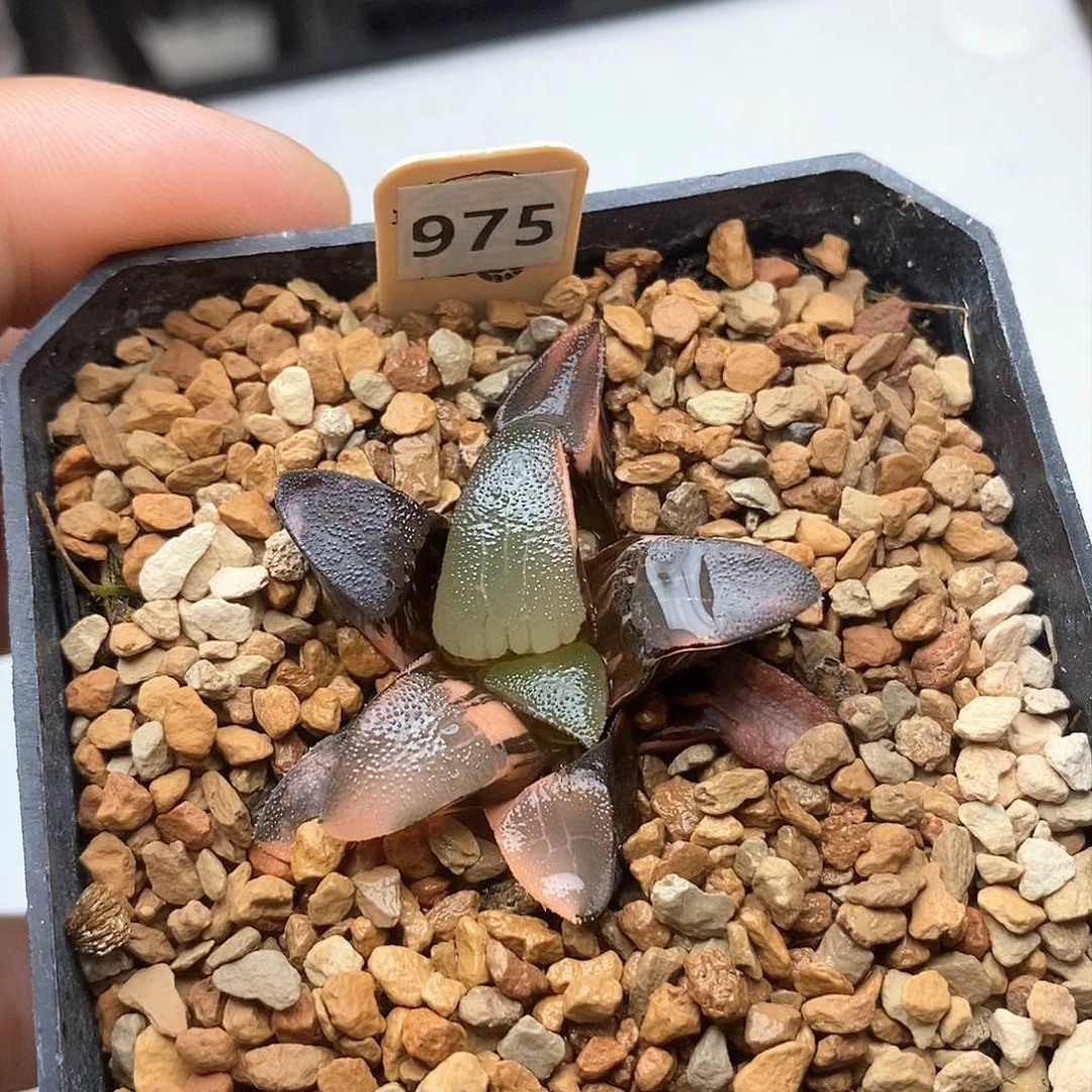 红陶975号丸叶克锦一物一拍