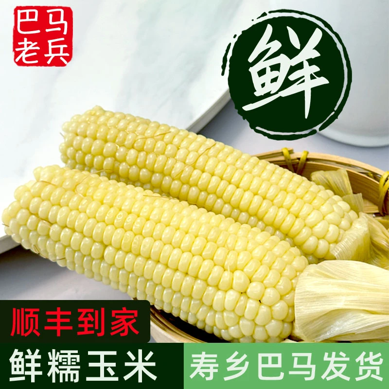 广西巴马糯玉米棒新鲜甜当季带壳现摘软糯牛奶白黏粘苞米5/9斤