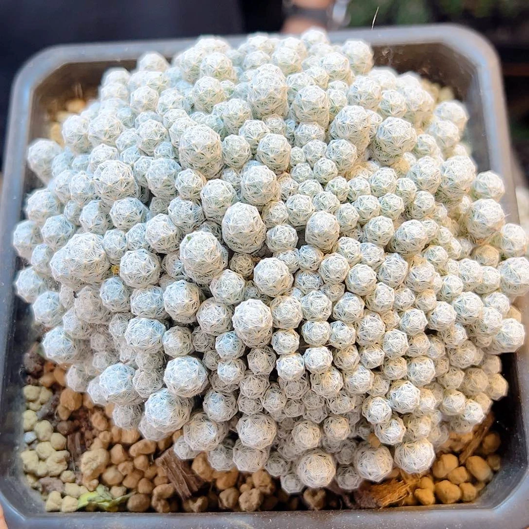 大小型姬春星13公分脱土