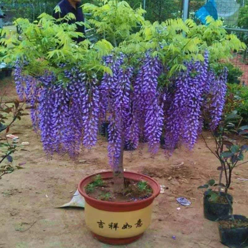 紫藤花树苗紫藤萝可食用植物花苗四季开花盆栽庭院耐寒阳台