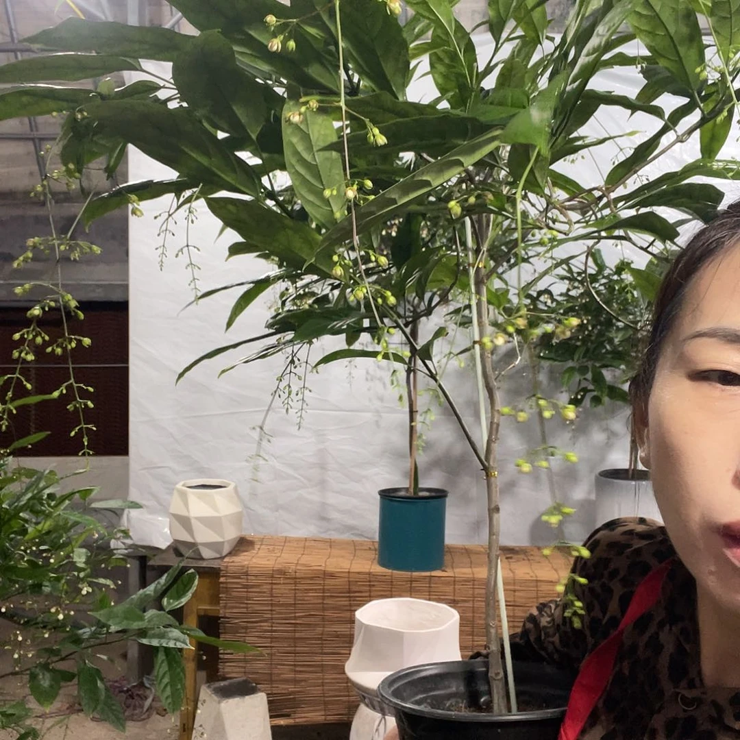 无花朵垂丝茉莉大颗一盆