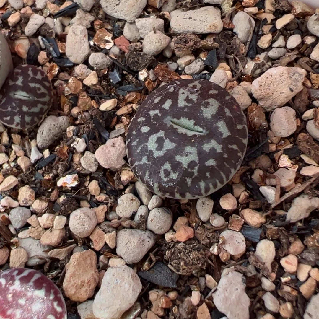 八重墨 黑纹爪纹选拔款