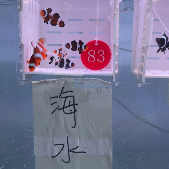 海水鱼精品混搭7条