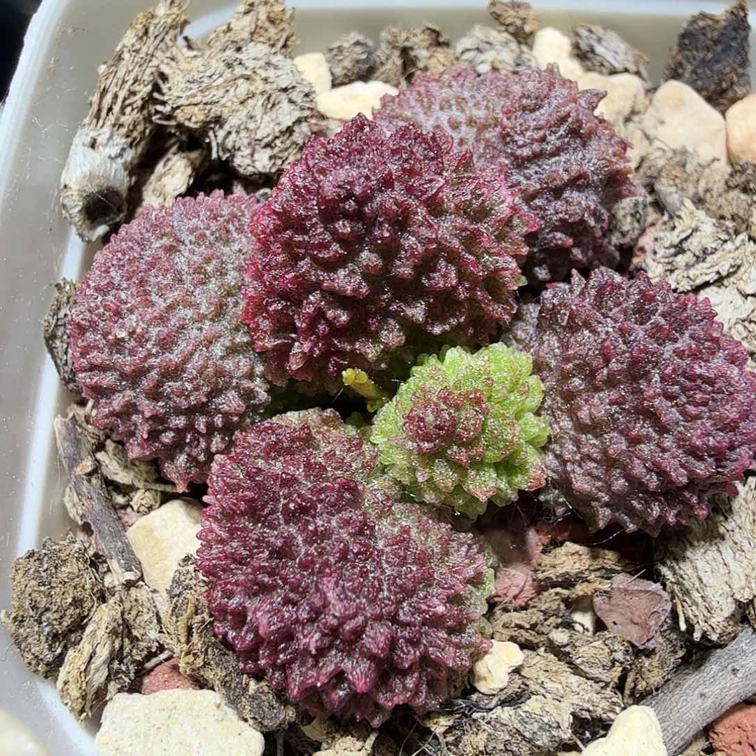 朱子玉水泡多肉植物