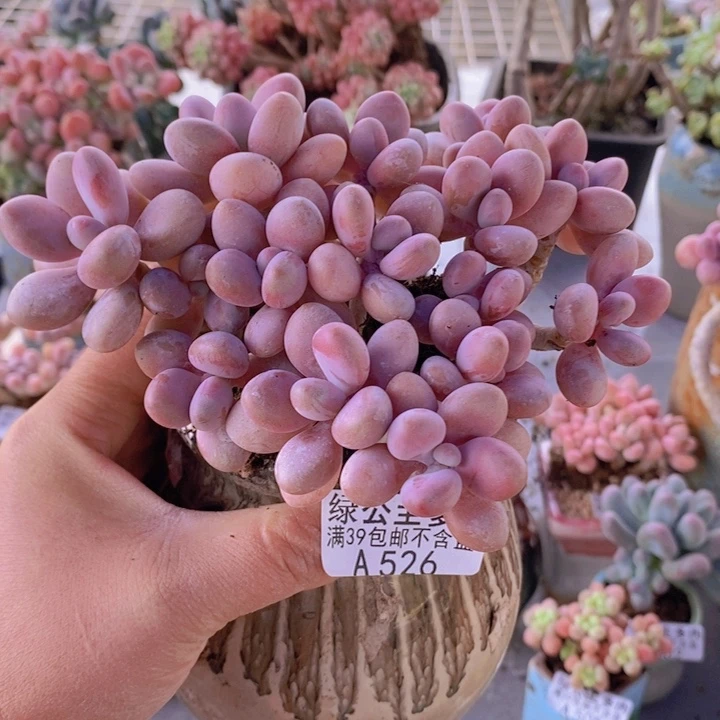 糖果桃蛋老桩13cm526多肉