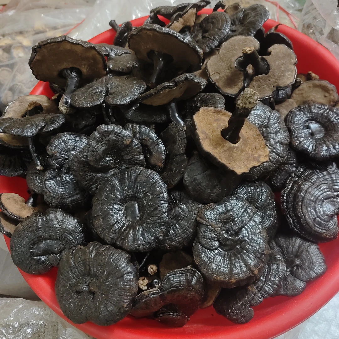[小太阳黑灵芝］不苦味道香煲汤煮水泡酒