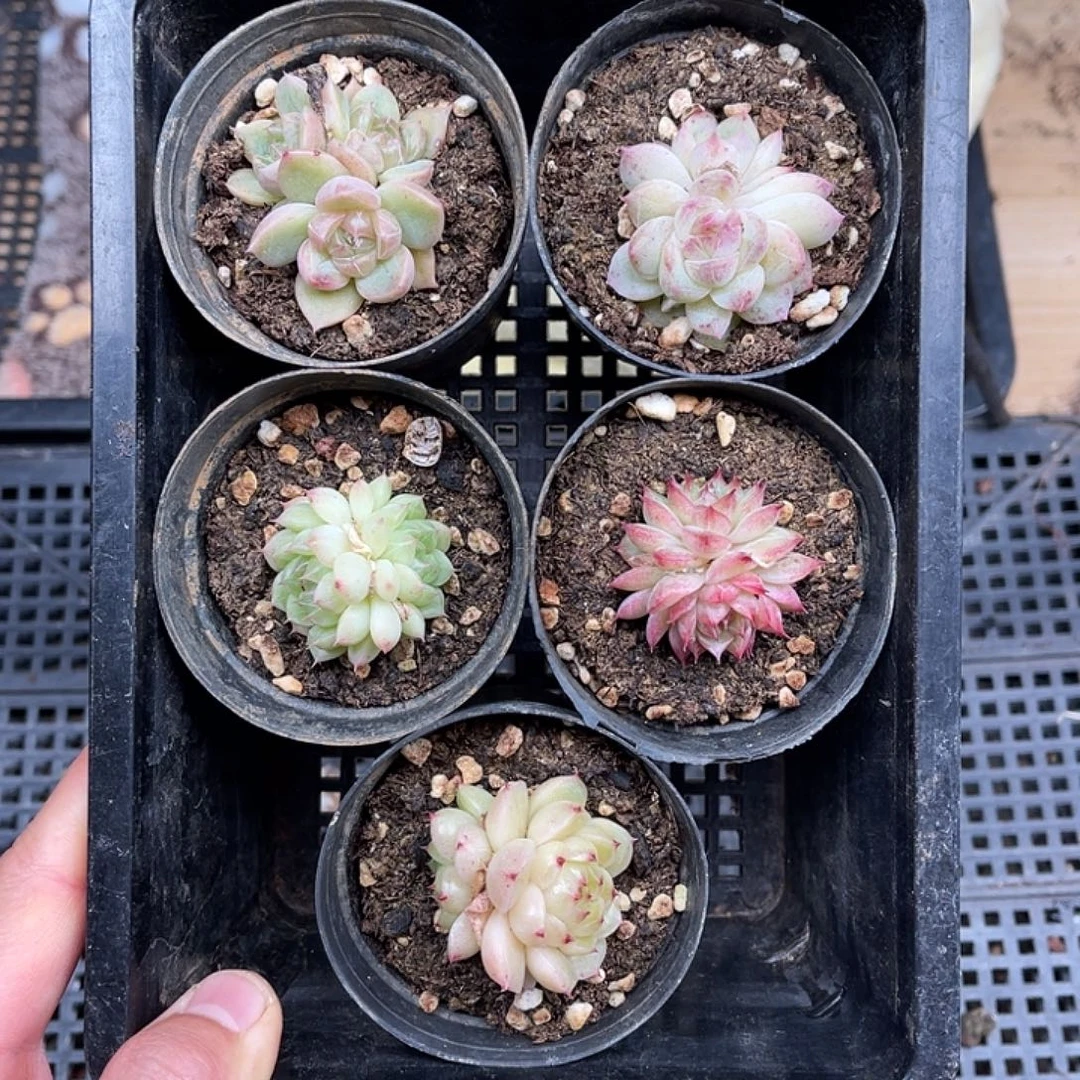 多肉一物一拍22-81