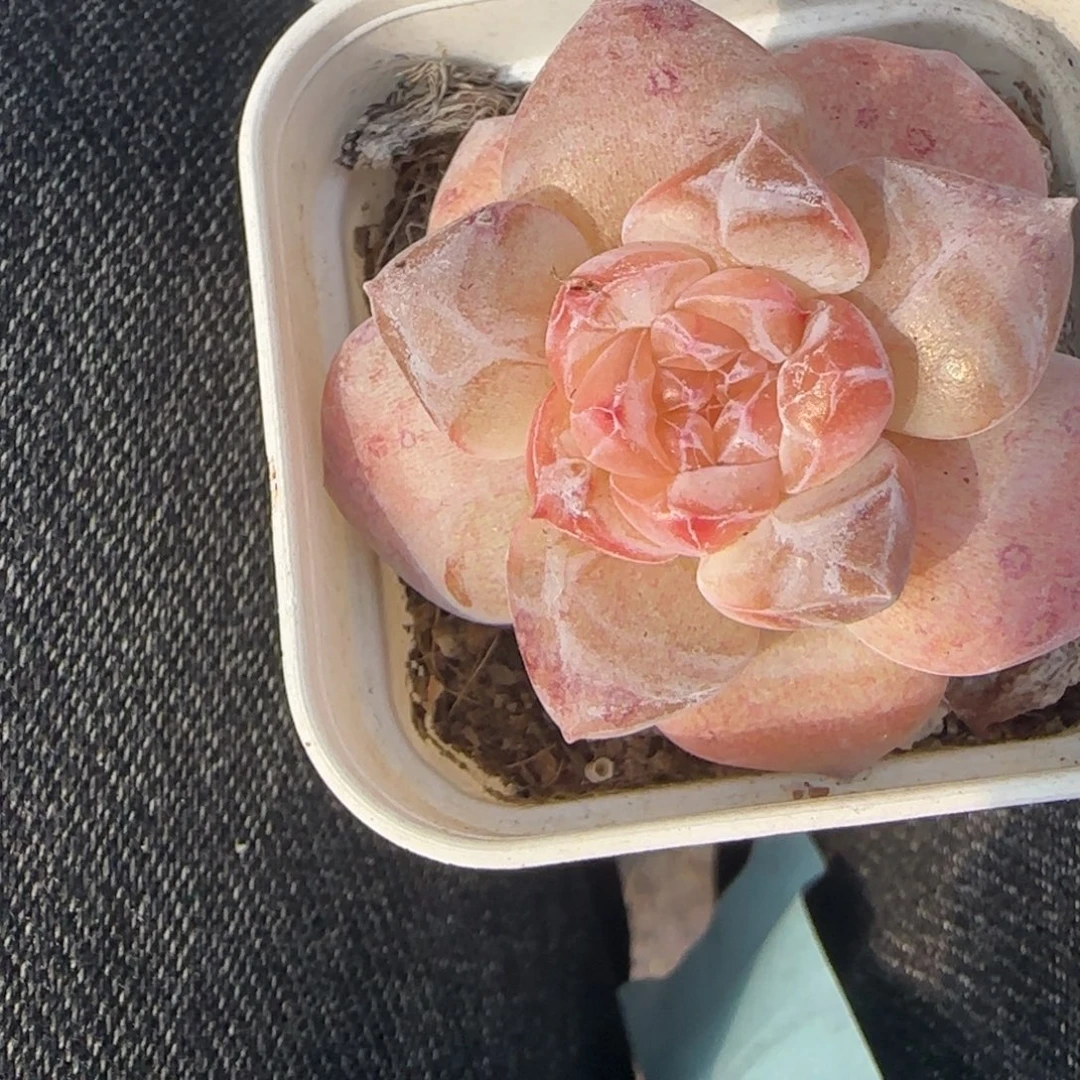 小卡拉米糖心一物一拍