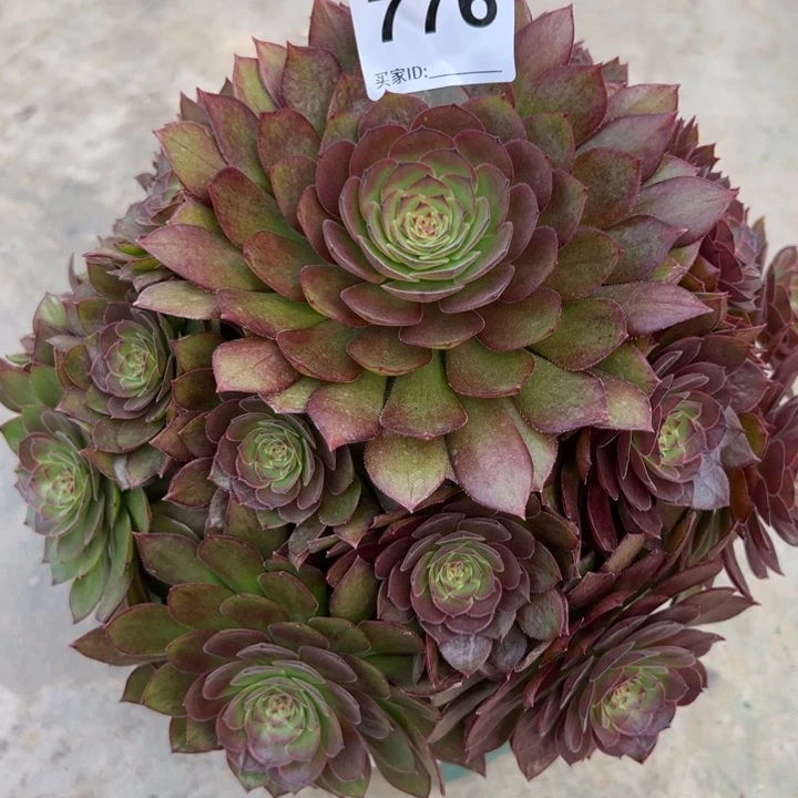 776红魔多肉20厘米左右