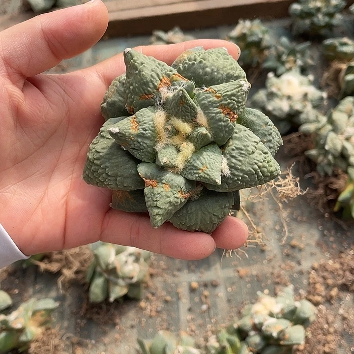自根花牡丹怒瑕疵特价不退换货