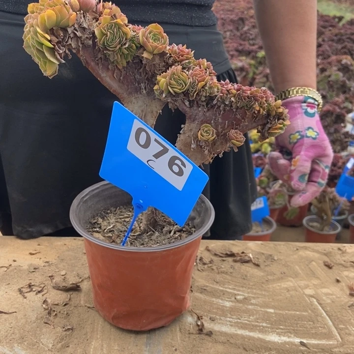白****C076老桩玫瑰玫瑰