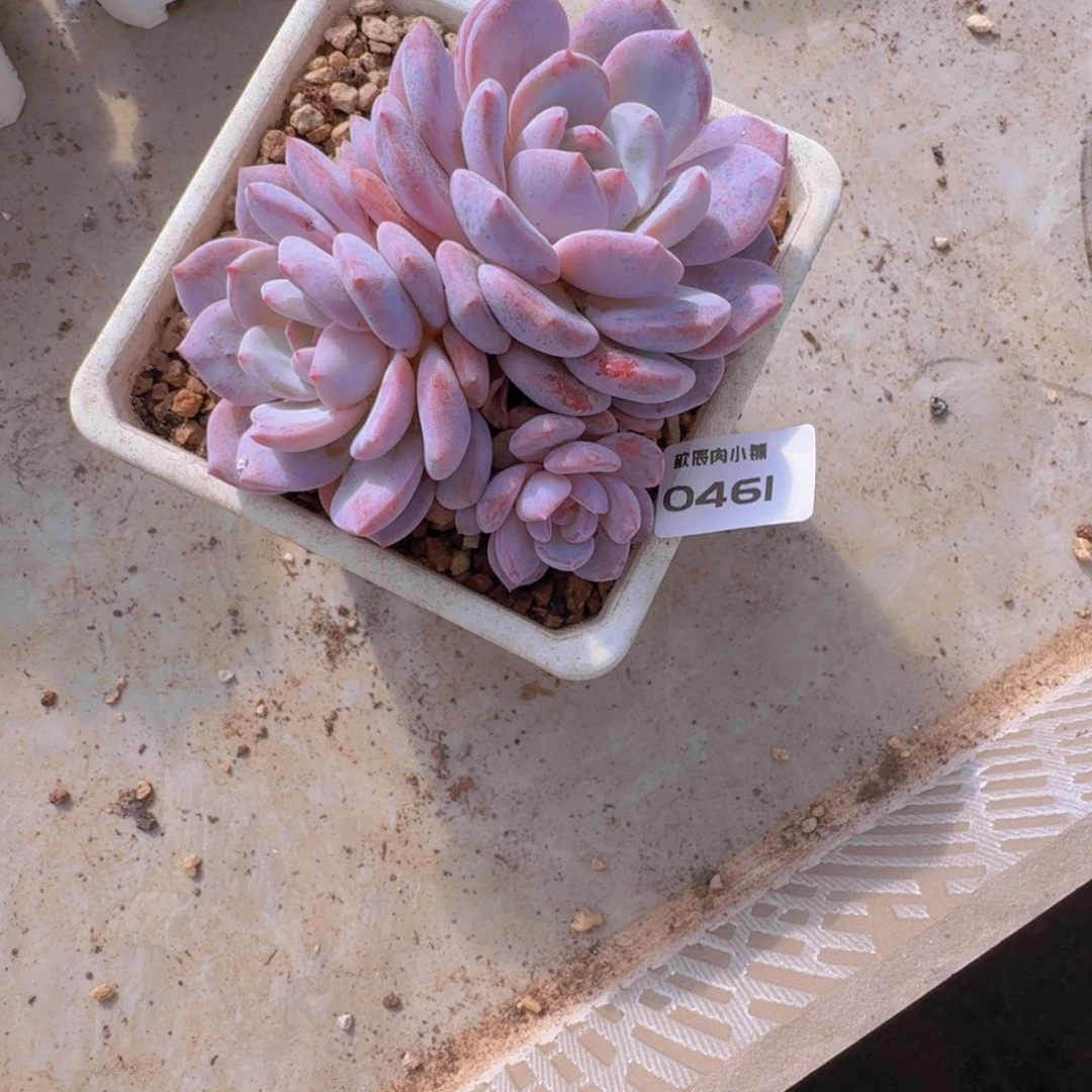 多肉植物橙梦露0461