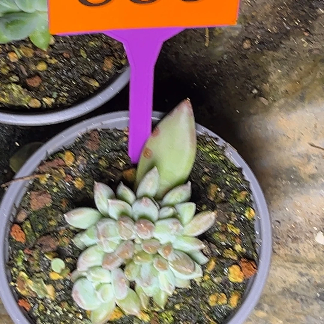 多肉植物哥特杂339