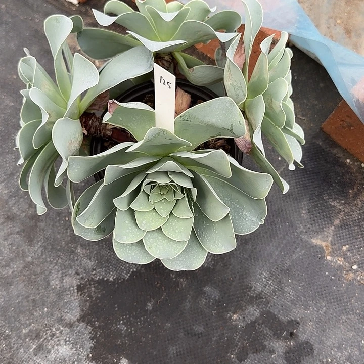 山地玫瑰一物一拍，脱土发，125号，不包断侧芽