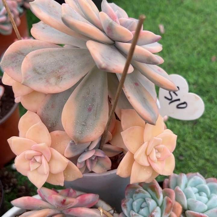 510紫乐锦平平安安健健康康