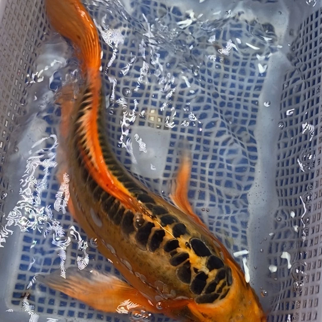 锦鲤冷水锦鲤包邮
