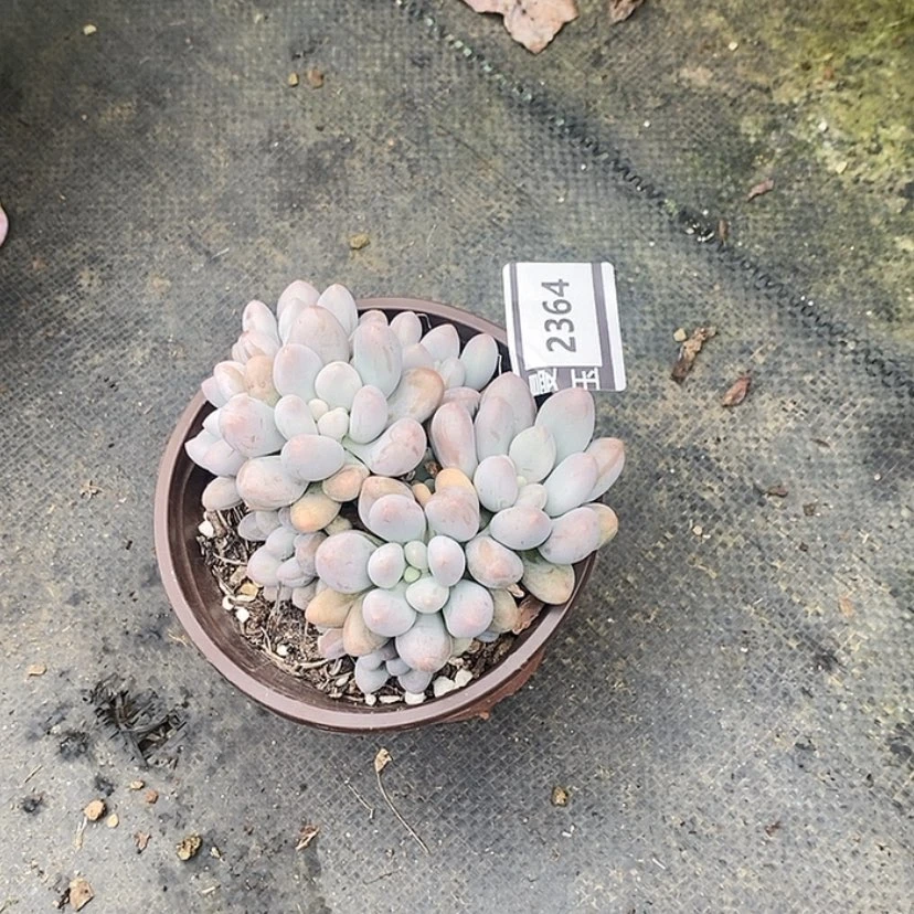 【闪购商品】汤圆2364