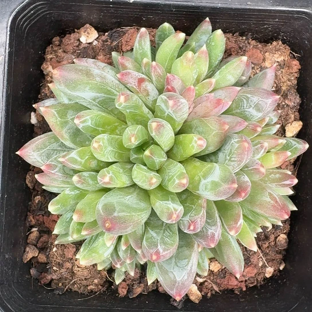 从前慢多肉编号炫彩星小号