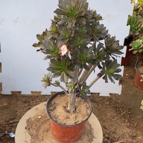 灰豆灰发一物一拍