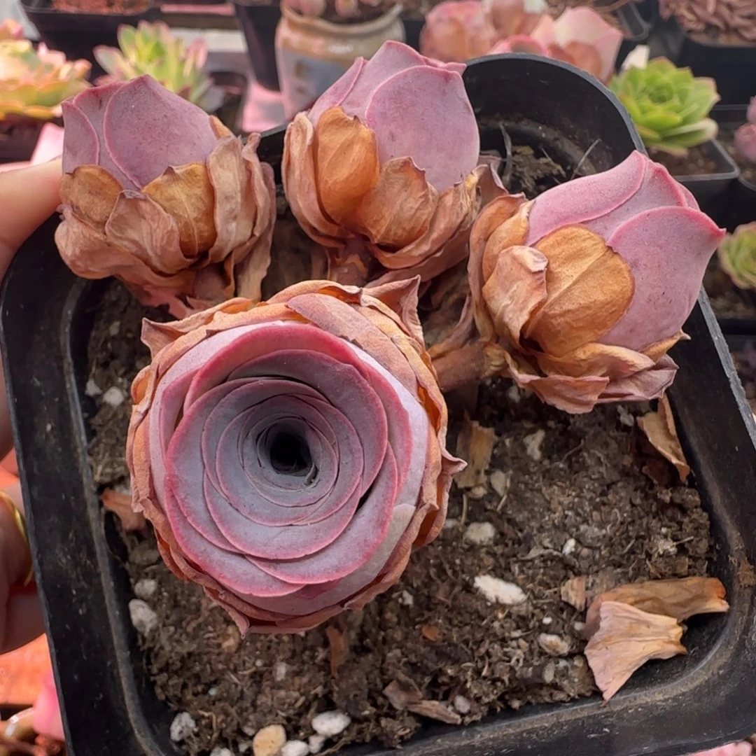 L440半城玫瑰紫芙不含盆土