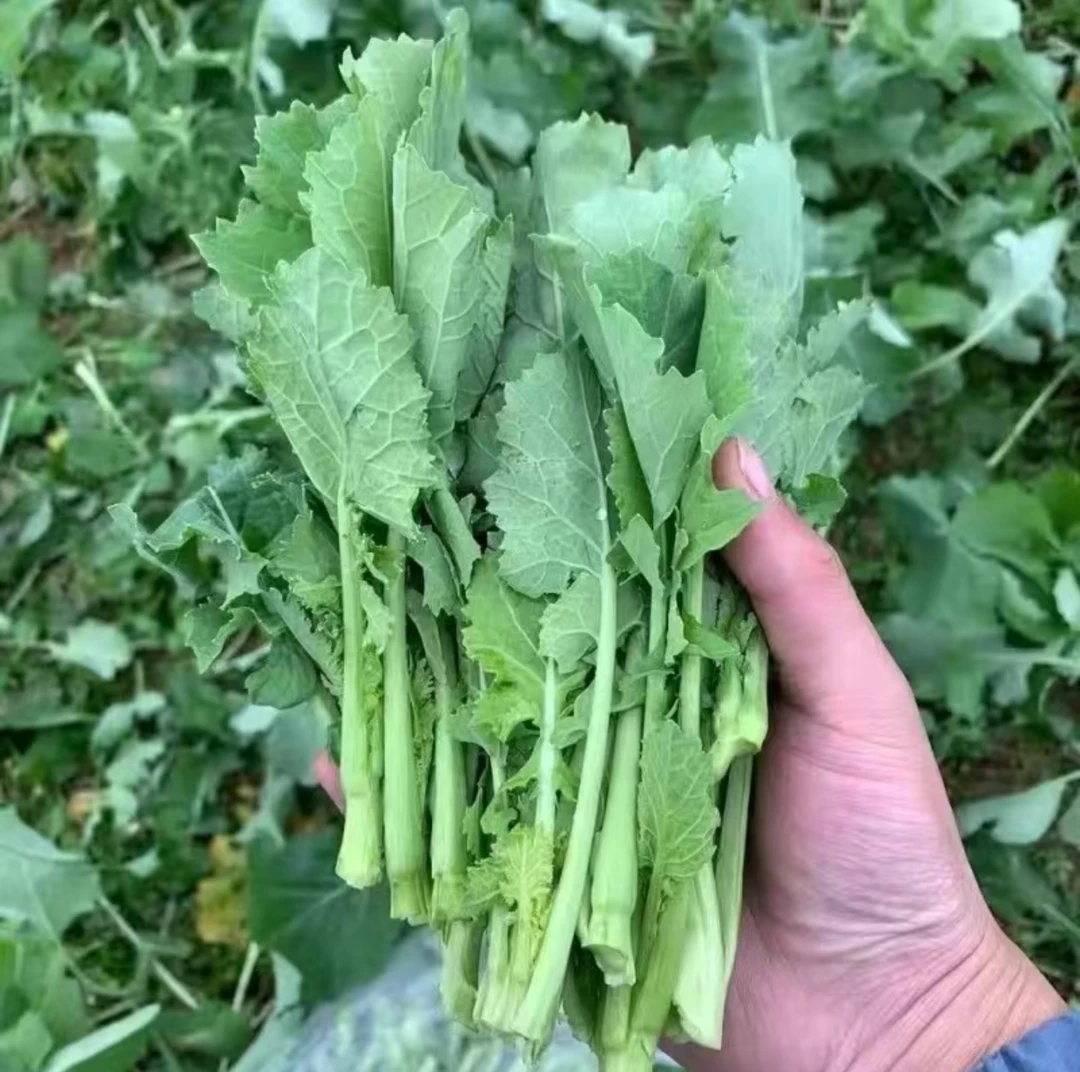 板蓝根种子四季蔬菜孑食用特色野菜大青叶中药材种籽阳台盆栽春季