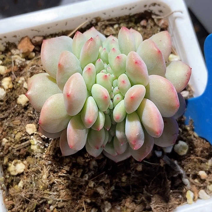 多肉植物899多肉