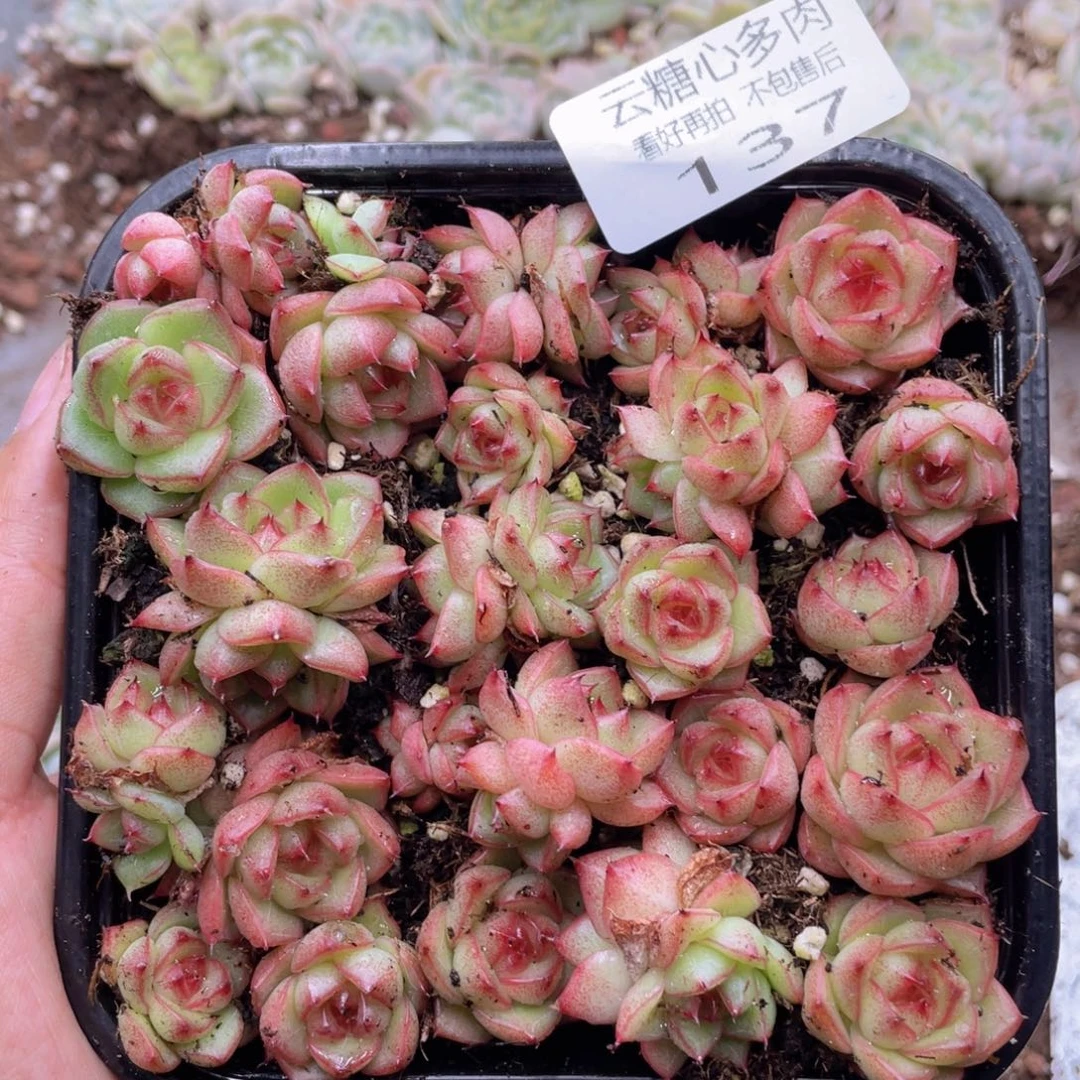 云糖心多肉植物137