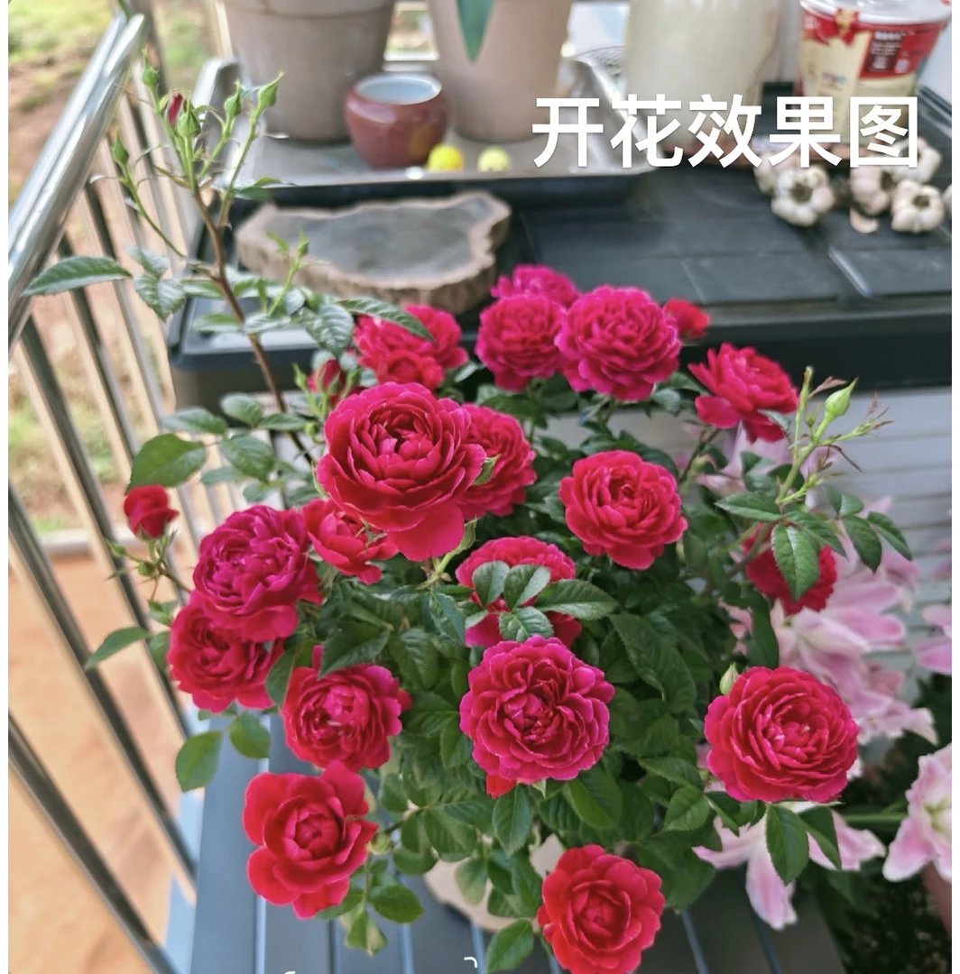 【绝色果汁】  庭院阳台多季节重复性开花一加仑盆口径